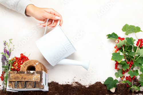 Red currant composition with garden tools