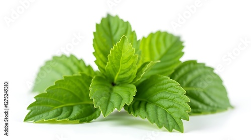 fresh mint isolated on white background