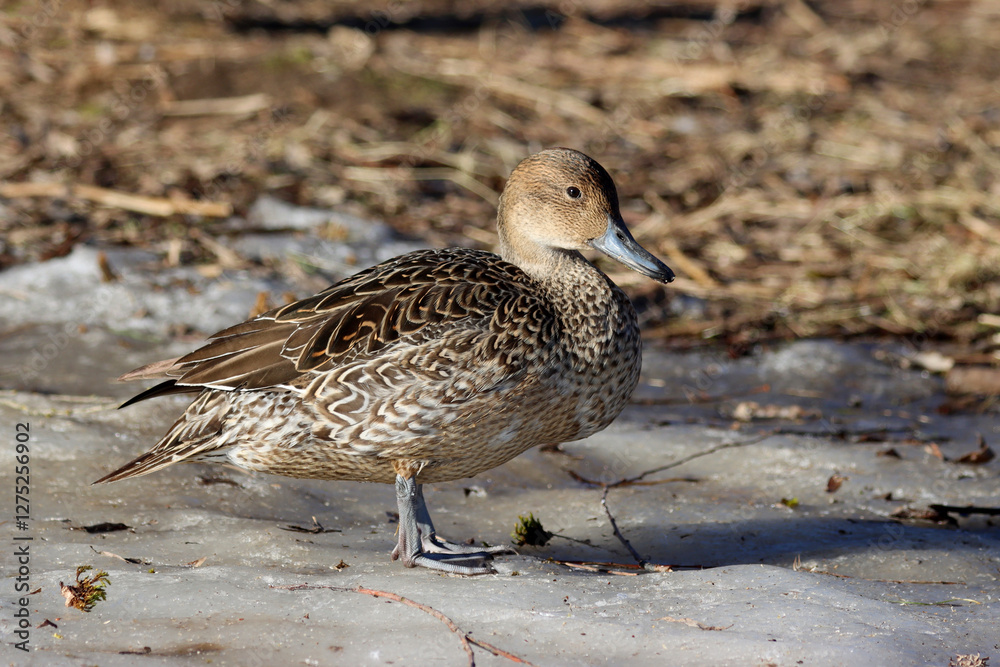 Northern pintail