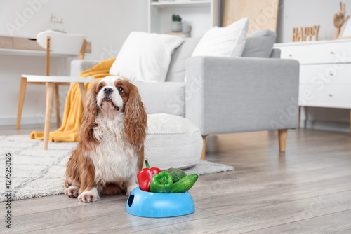 Cute cavalier King Charles ...