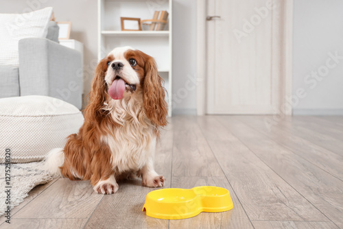 Cute cavalier King Charles ...