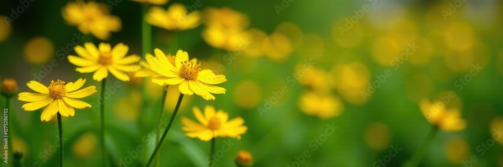 Yellow Coreopsis lanceolata flowers blooming in a garden, blooms, plants, petals Yellow Coreopsis lanceolata flowers blooming in a garden, blooms, plants, petals