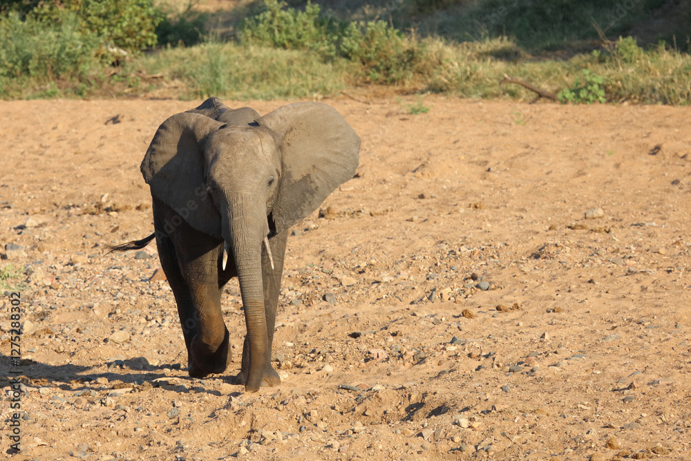 Fototapeta premium Afrikanischer Elefant / African elephant / Loxodonta africana