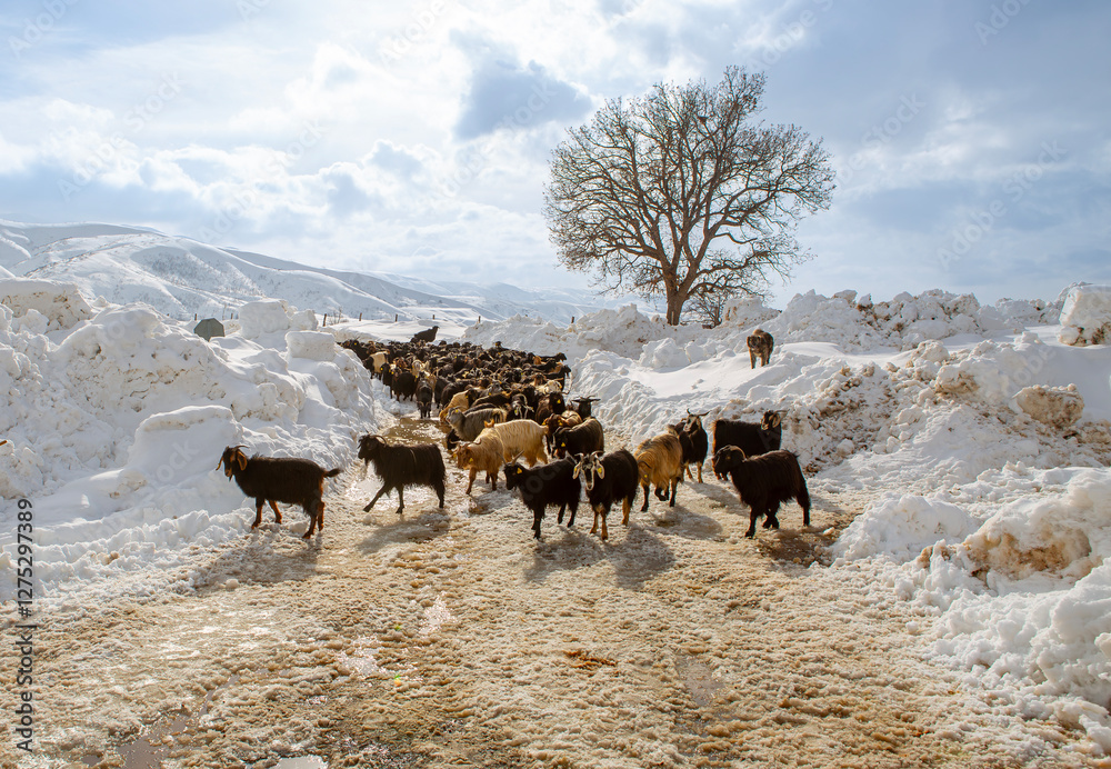 goats chasing food in harsh winter conditions