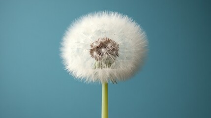 Tableau sur aluminium  Dandelion seed head, blue background, nature, studio shot, wish  © TITISCAHYA