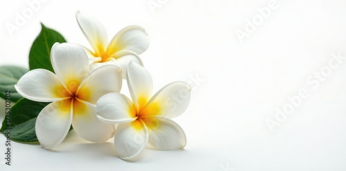 Delicate plumeria flowers on white background, plumeria, flower, leaves