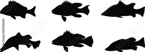 Silhouette set of seabass, barramundi fish isolated on white background, vector illustration