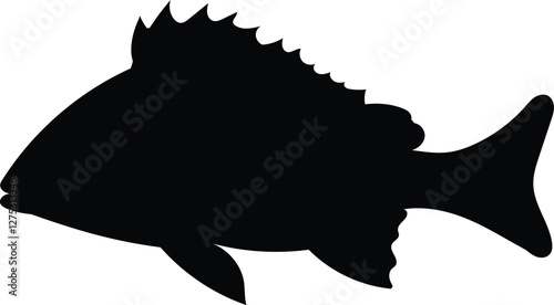 Silhouette seabass, barramundi fish isolated on white background, vector illustration 