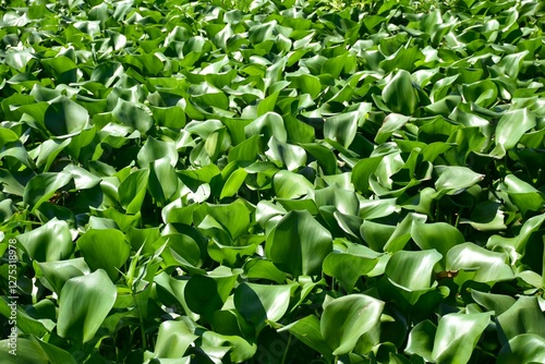 Eichornia crassipes. Jacinthos on river. Mekong Delta, Vietnam, February, 2025. photo