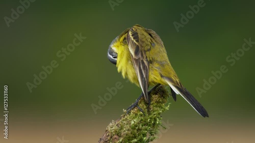 Western yellow wagtail (Motacilla flava) perching, preening