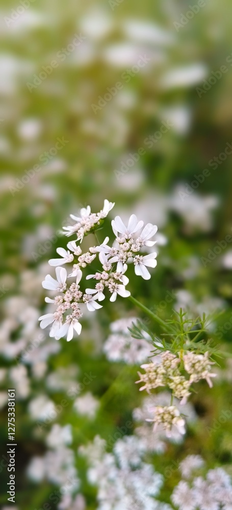 Fototapeta premium wild flowers in the forest