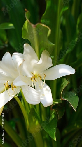 white flowers, Crinum asiaticum isolated nature background photo