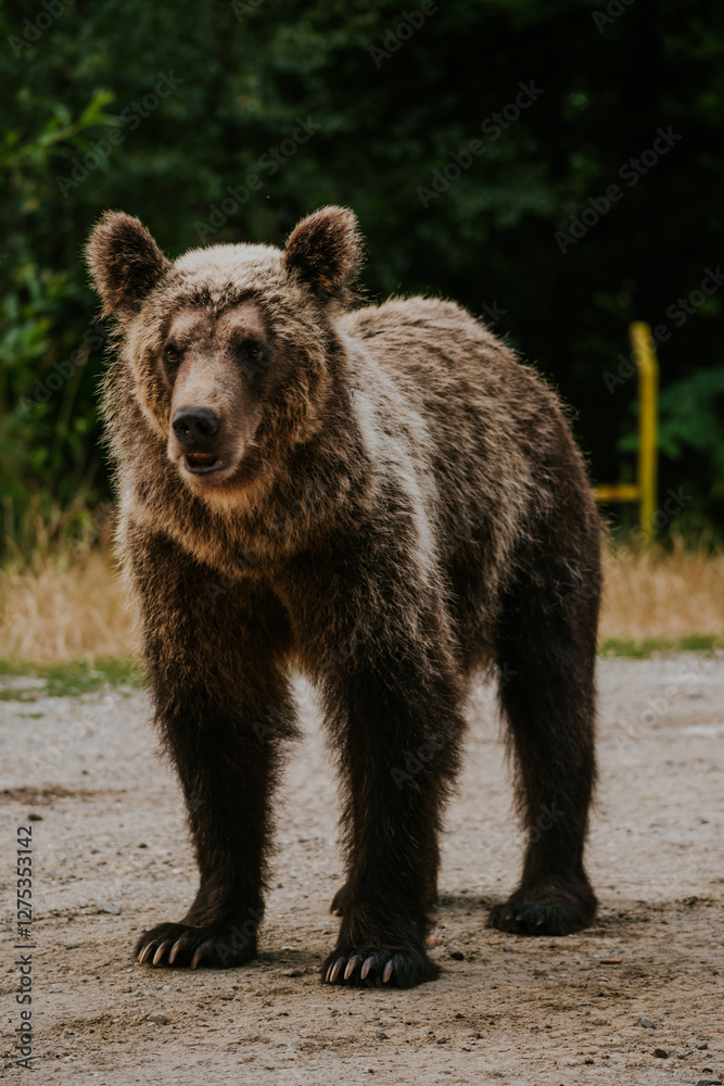 Fototapeta premium Niedźwiedź