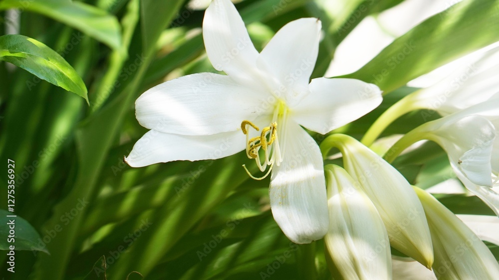 Fototapeta premium white flower, Crinum asiaticum isolated nature background