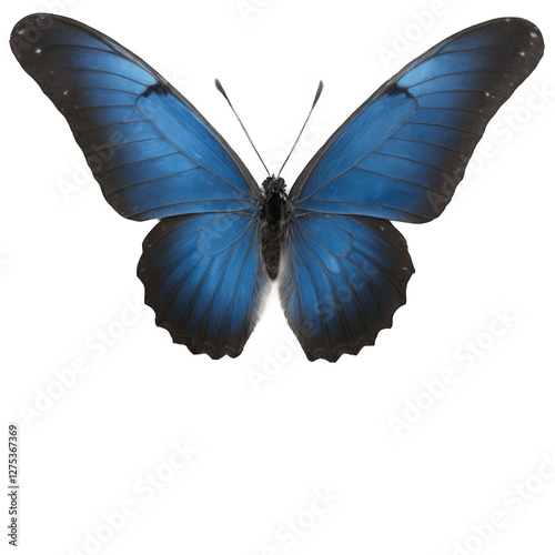 Blue butterfly isolated on white background with clipping path. 3D illustration