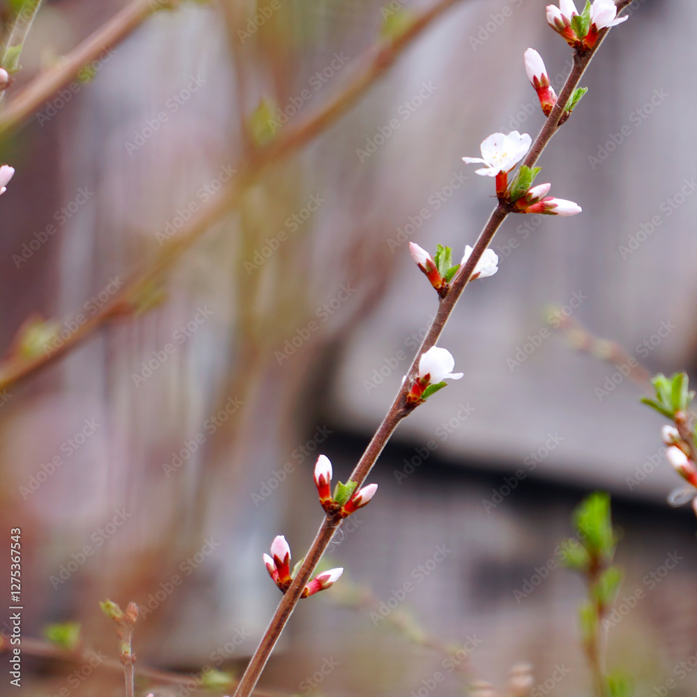 A branch with blooming white spring flowers of Prunus tomentosa A branch with blooming white spring flowers of Prunus tomentosa