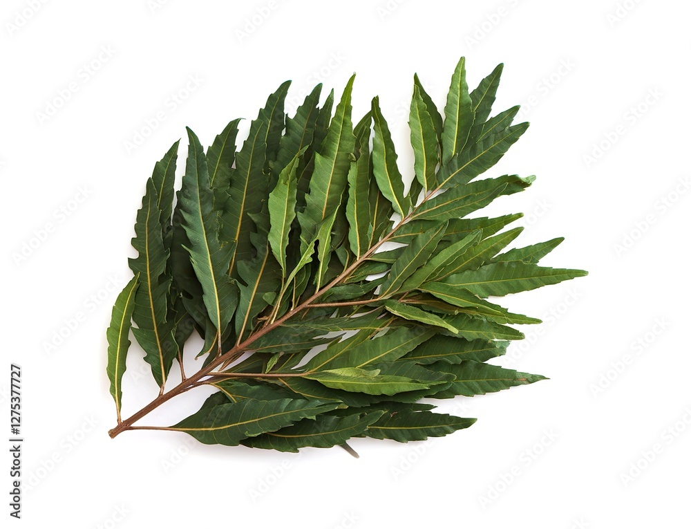 Fototapeta premium Ayurvedic herb Azadirachta indica or neem leaves on a white background