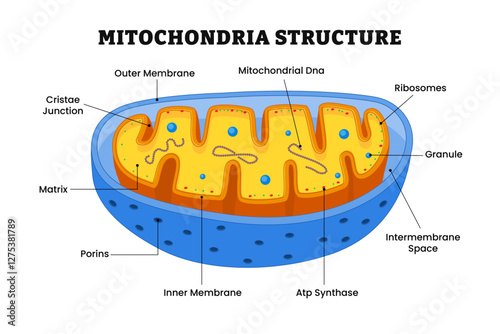 Mitochondria structure anatomy, labeled with cristae junction, membrane, dna, ribosome, granule, intermembrane space, atp synthase, porins, matrix, power plant of cell, diagram biology education.