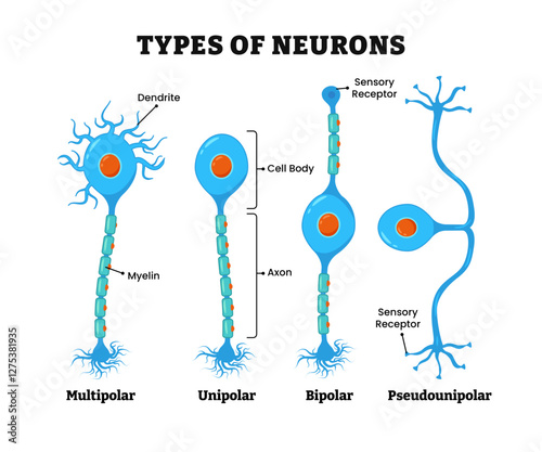 Different types of neurons, nerve cells, nervous system, labeled with multipolar, unipolar, bipolar, pseudounipolar, dendrite, myelin, axon, cell body, sensory receptor. Transmit information cell body