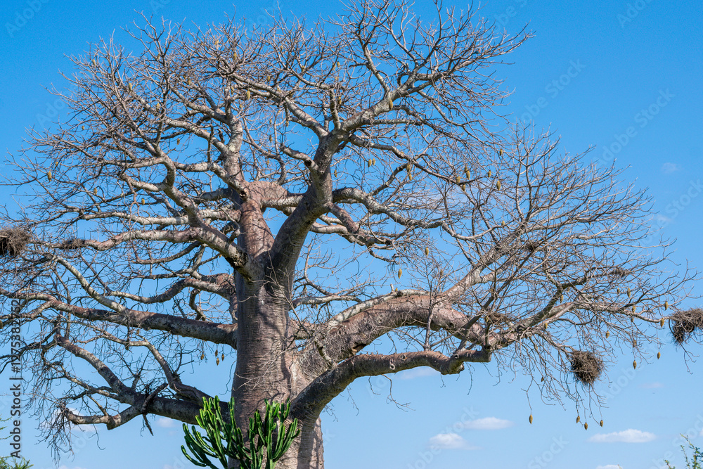 Unguja, also known as Zanzibar Island, is the main island of the Tanzanian archipelago of Zanzibar. Africa Unguja, also known as Zanzibar Island, is the main island of the Tanzanian archipelago of Zanzibar. Africa