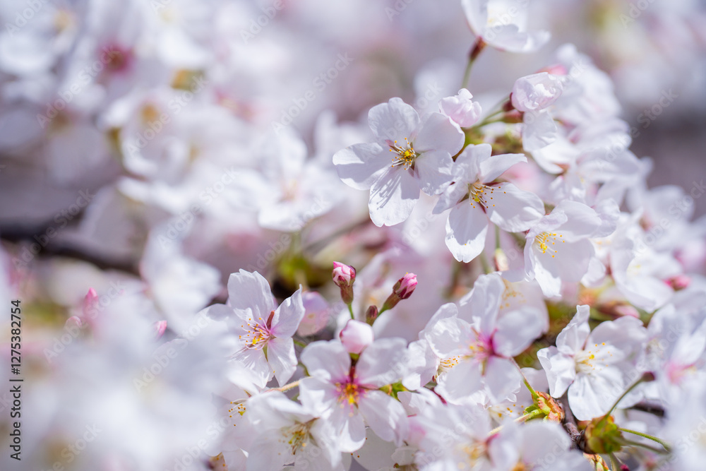 Spring background. Blossom tree branch with white flowers. Spring flowers. White flowers the fruit tree. The sakura. Cherry blossom trees in bloom. Blooming apple tree in the spring garden. Spring background. Blossom tree branch with white flowers. Spring flowers. White flowers the fruit tree. The sakura. Cherry blossom trees in bloom. Blooming apple tree in the spring garden.