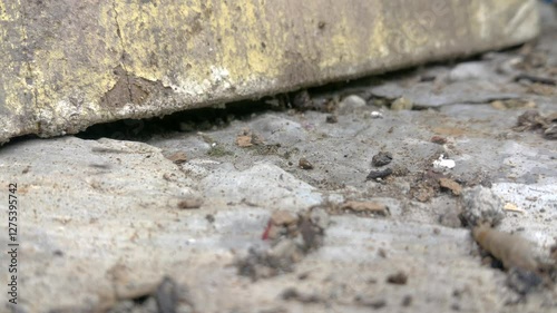 Wallpaper Mural Black ants walking abstractly on the floor of the house. Torontodigital.ca