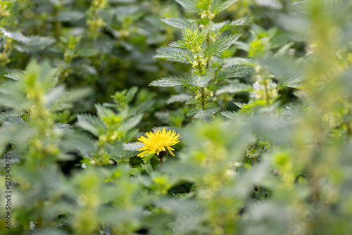 Golden yellow flower of the dandelion plant among lesser nettles. Taraxacum officinale. Urtica urens.