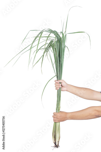 Hand Holding Raw Lemongrass Spice Isolated on Transparent Background photo