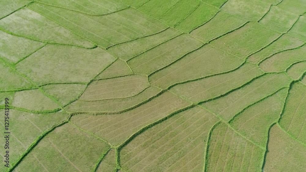 Expanse of rice fields from sky view Expanse of rice fields from sky view