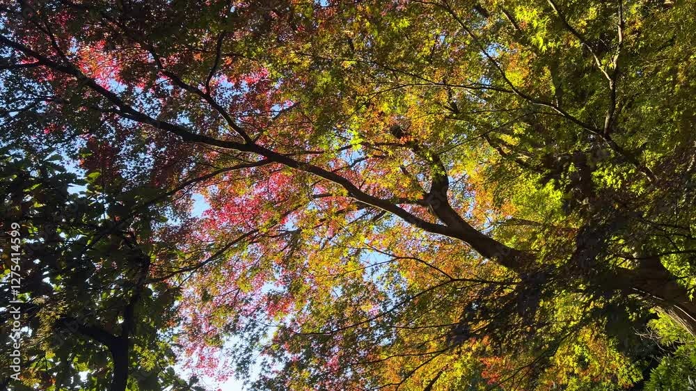 Slow wide open rotating shot looking up at autumn colors against blue sky, silhouetted Slow wide open rotating shot looking up at autumn colors against blue sky, silhouetted