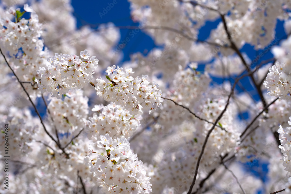 Spring background. White cherry blossoms against a blue sky. Easter background. White blossom tree. Spring blooming sakura cherry flowers branch. Spring background. White cherry blossoms against a blue sky. Easter background. White blossom tree. Spring blooming sakura cherry flowers branch.