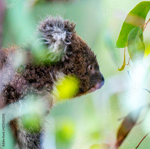 Photography Young koala through leaves