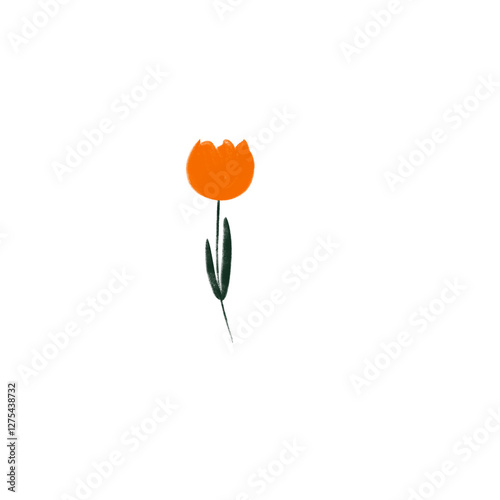 Orange tulip, illustration 