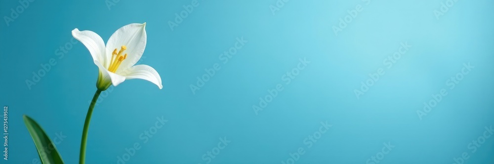 Fototapeta premium Blue background with a single lily of valley blooming, white, bloom