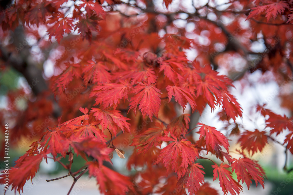 Vibrant red maple leaves in autumn close-up Vibrant red maple leaves in autumn close-up
