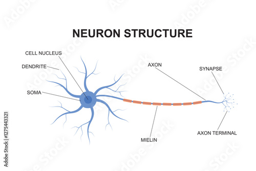 Neuron structure concept. Description of the anatomy of the neuron of the brain. Illustration of the structure of a neuron in flat design.