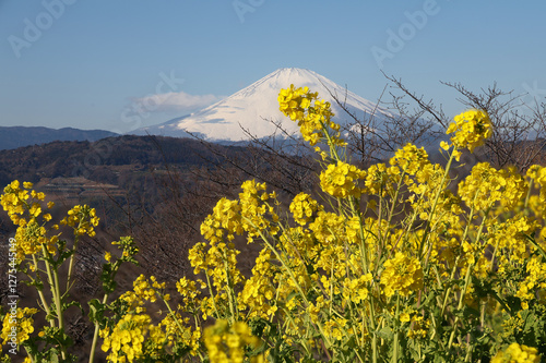 富士山と早咲菜の花 photo