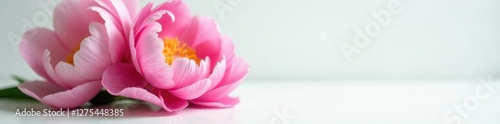 Peony flowers in soft focus against a crisp white surface with subtle shading, ethereal, peony, white background