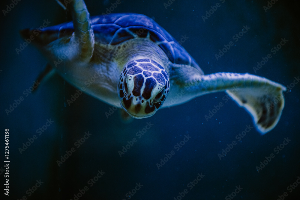 Fototapeta premium Turtle captivated in an aquarium