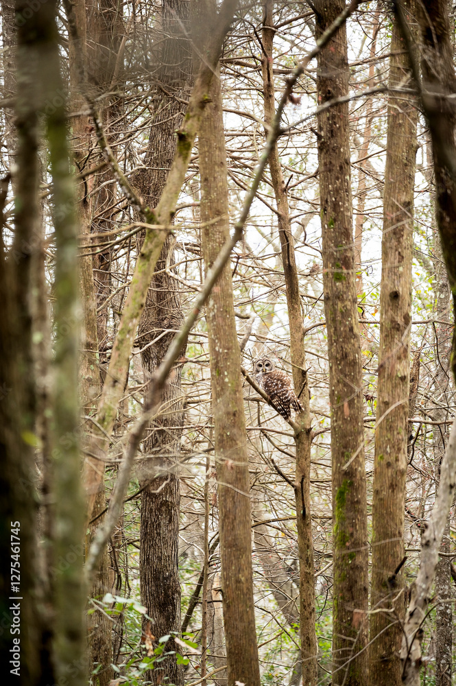 Obraz premium A camouflaged owl perches among dense trees in a quiet forest