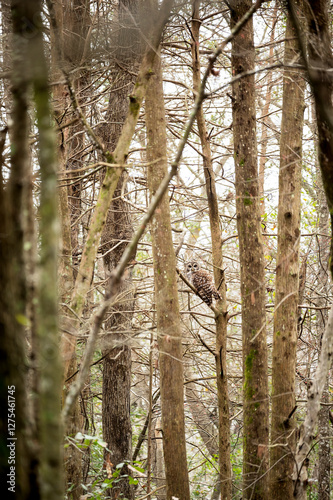 A camouflaged owl perches among dense trees in a quiet forest