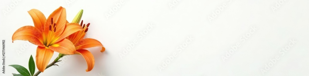Fototapeta premium Orange lily in white background with a few leaves, simple, white flowers