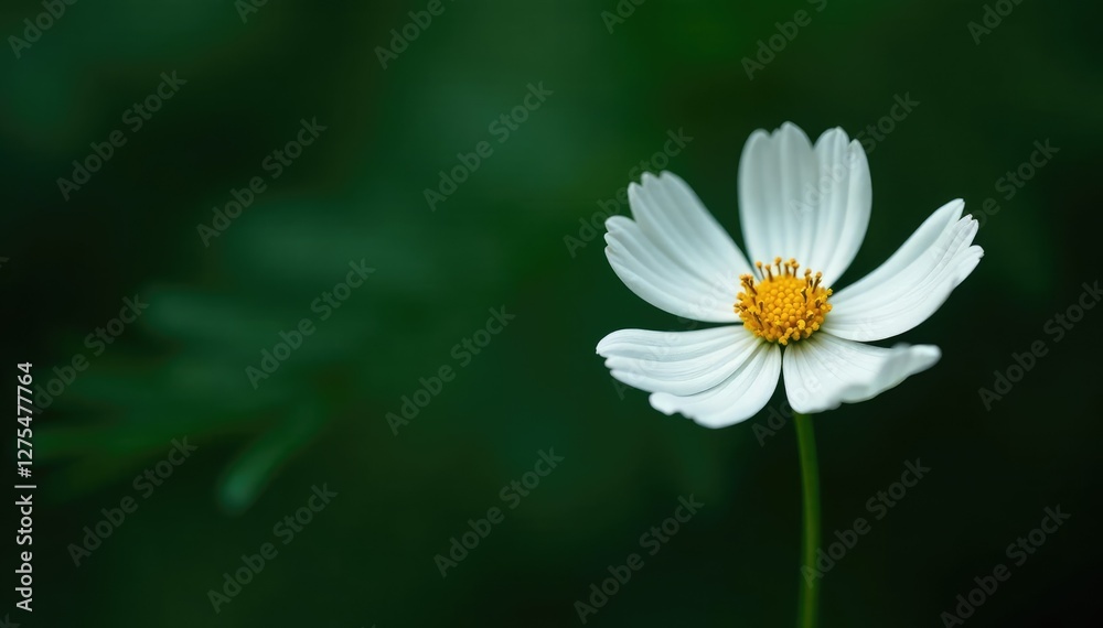 delicate white cosmos flower stems against a dark green leafy backdrop, flower, details delicate white cosmos flower stems against a dark green leafy backdrop, flower, details