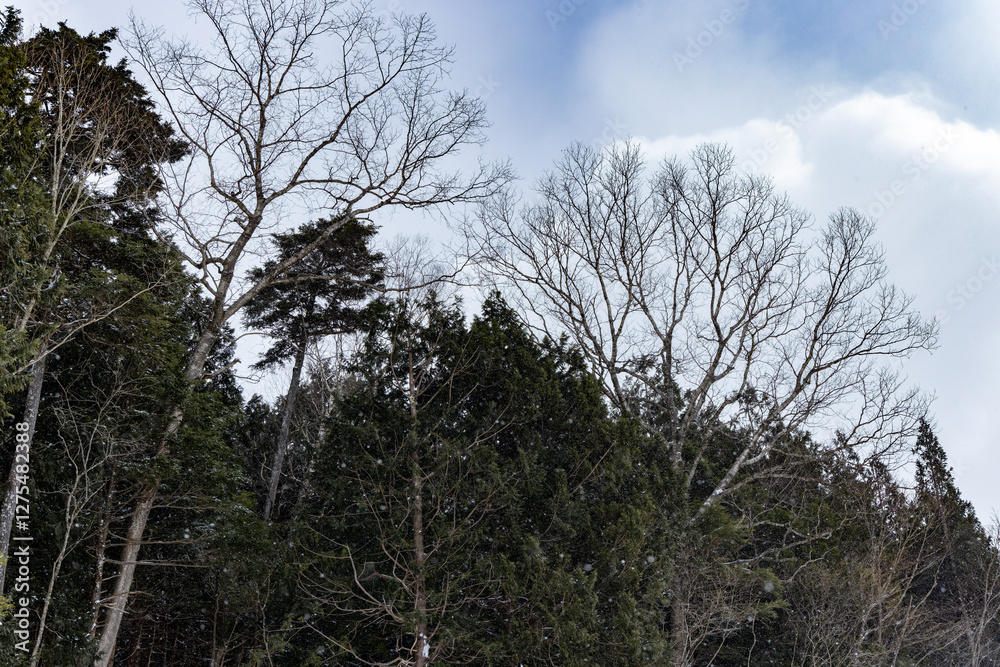 Obraz premium 日本周遊 厳寒‐10度の奥日光あたり