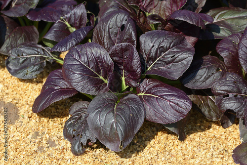 Purple Pak choi (Bok choy) leaf vegetable a type of Chinese cabbage