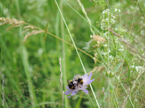 Zwei Hummel tummeln sich auf einer Blüte in der Wildwiese photo