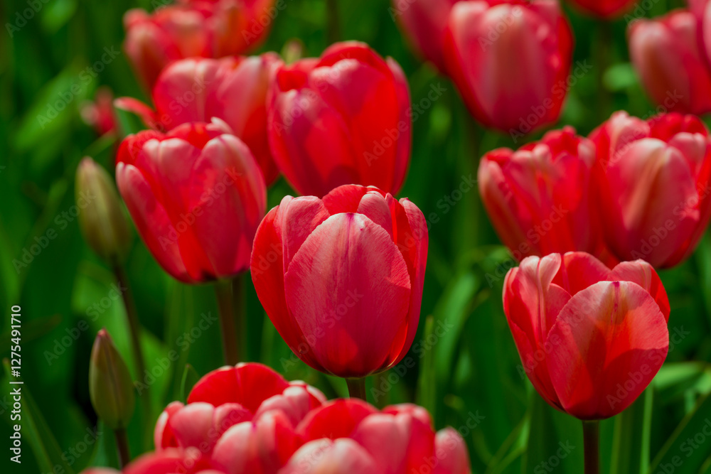 Red Tulip flower in tulip field at spring day. Colorful vivid pink tulips in the park. Spring landscape. Red tulip garden in spring. The Tulip. Beautiful bouquet of tulips in spring nature. Close up Red Tulip flower in tulip field at spring day. Colorful vivid pink tulips in the park. Spring landscape. Red tulip garden in spring. The Tulip. Beautiful bouquet of tulips in spring nature. Close up