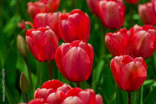 Red Tulip flower in tulip field at spring day. Colorful vivid pink tulips in the park. Spring landscape. Red tulip garden in spring. The Tulip. Beautiful bouquet of tulips in spring nature. Close up