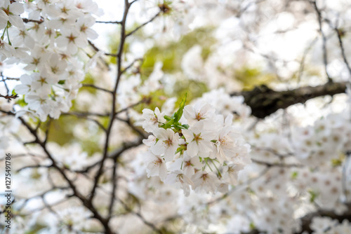 桜, 桜フォト, 桜写真, 桜のある暮らし, 桜と犬, 桜とペット, 桜とわんこ, 桜ロケーション撮影