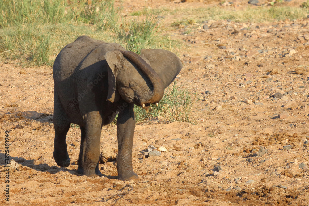Obraz premium Afrikanischer Elefant / African elephant / Loxodonta africana